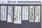 Etikette zu Paradonus tetraspilotus (Champion, 1895) (NHMW-ZOO-COL-0008533)